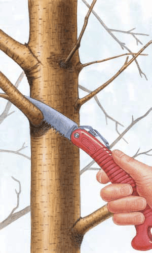 Why Winter is the Best Time to Trim Trees in Texas 11 Tree Trimming