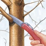 Why Winter is the Best Time to Trim Trees in Texas | Picture Perfect Lawn & Landscape 9 15497395 6062876317630 6740645605623726080 n.png