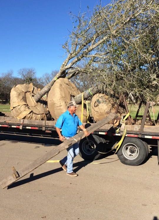 Installing a few trees today 4 16682040 1379048508782102 4917368503779820266 n